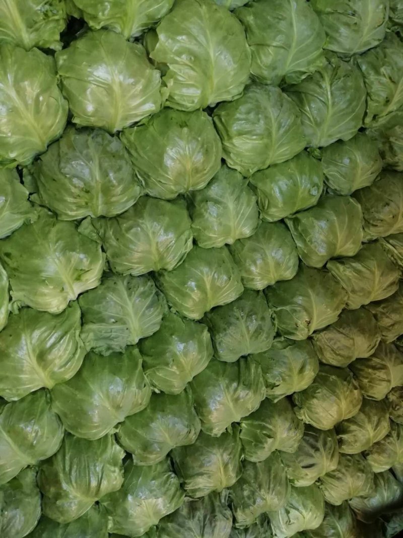 甘蓝(洋白菜)