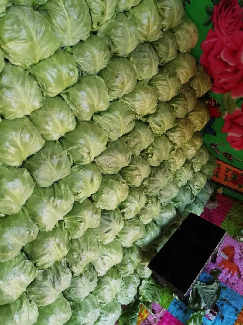 甘蓝(洋白菜)