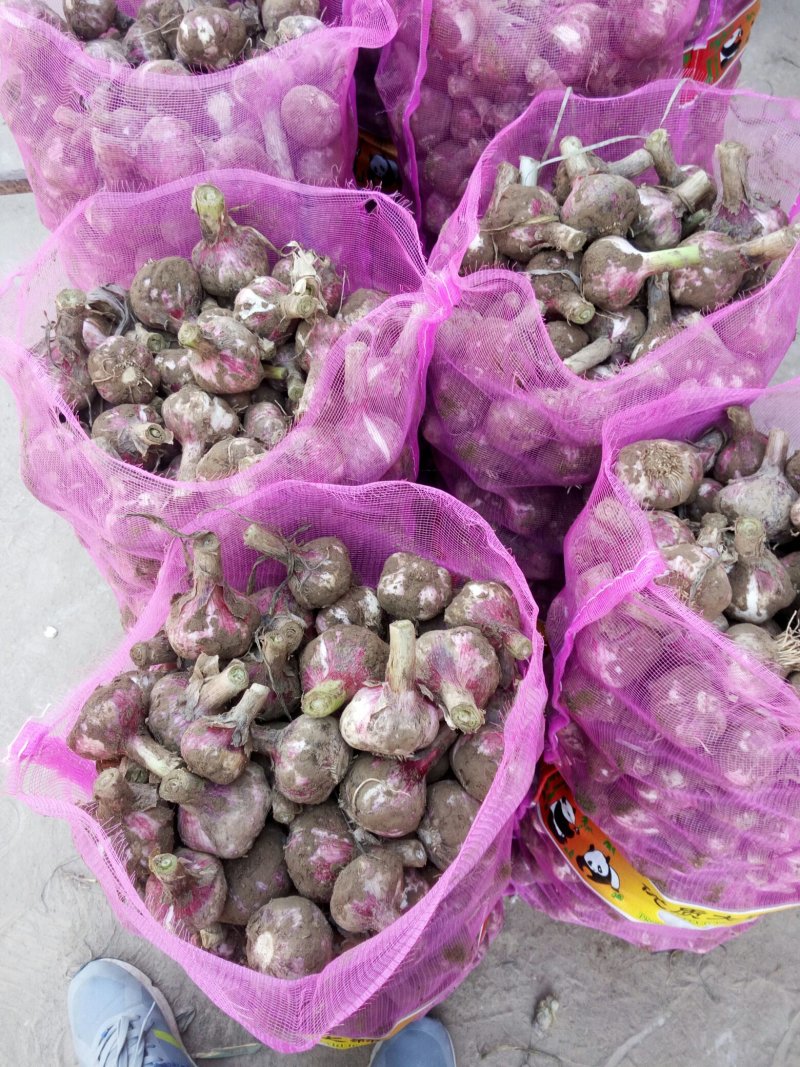蒜头，无中间商赚差价2025电商货，对接各大平台
