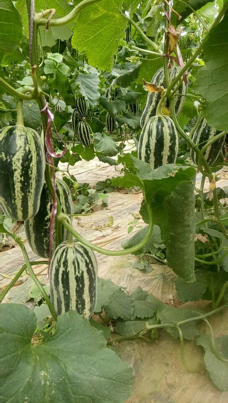 博洋8.博洋9甜瓜0.6斤以上