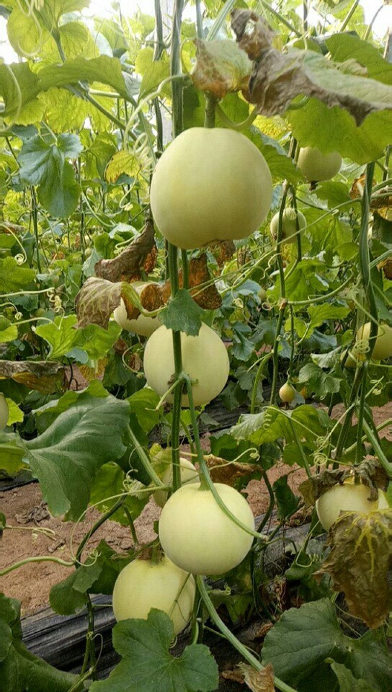 博洋8.博洋9甜瓜0.6斤以上