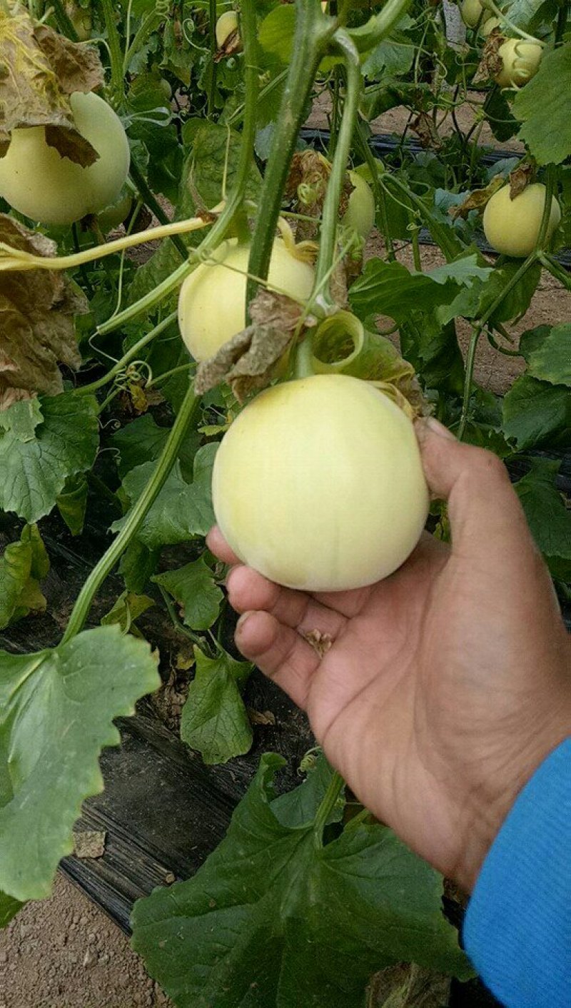 博洋8.博洋9甜瓜0.6斤以上