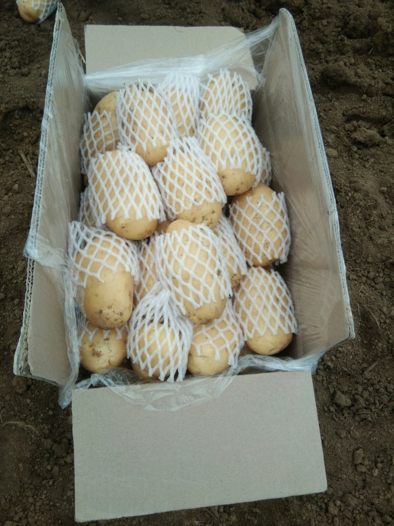 滕州大棚土豆，马上上市，颜色好，形状好，欢迎各地客户前来