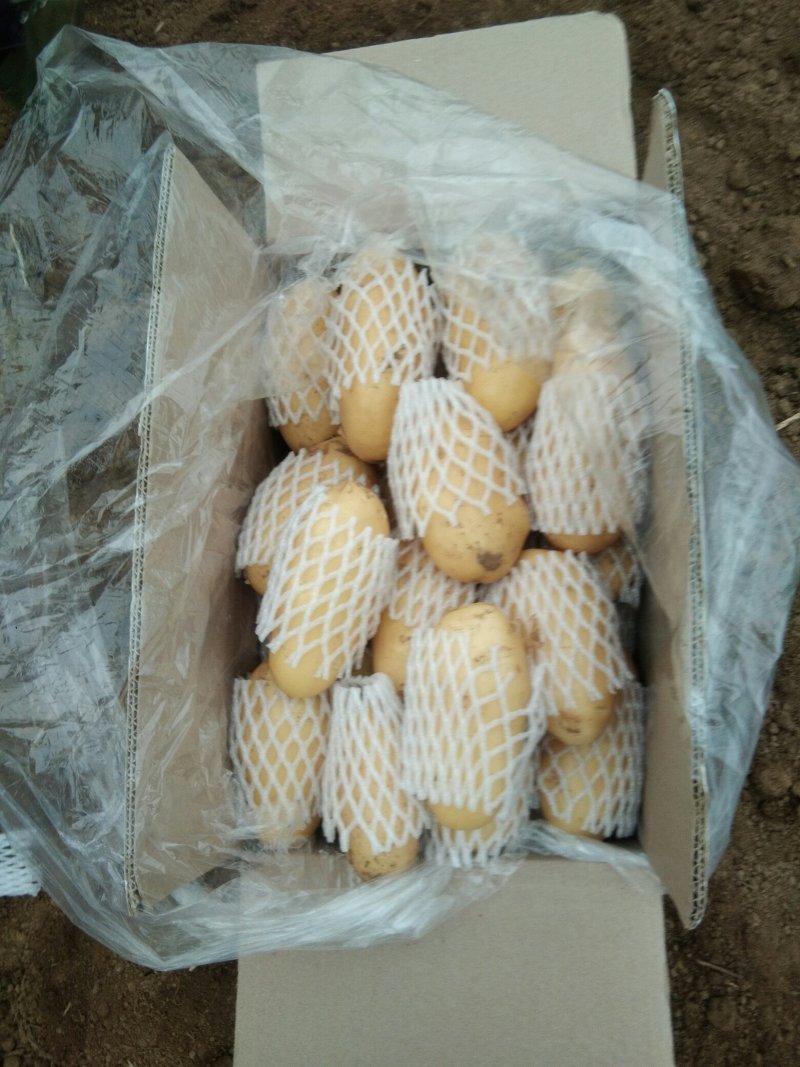 滕州大棚土豆，马上上市，颜色好，形状好，欢迎各地客户前来