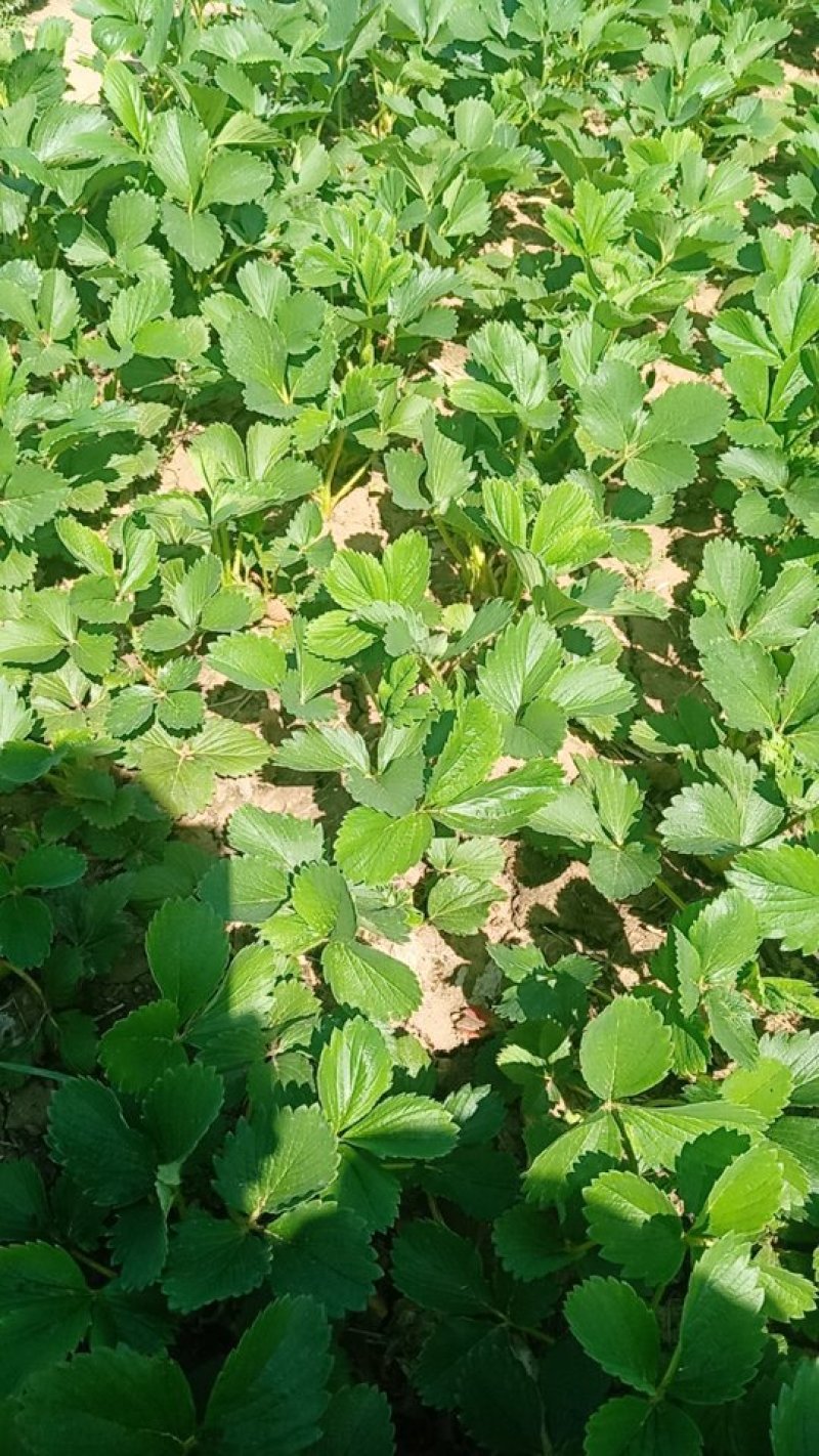 隋珠草莓量大优惠，欢迎订购