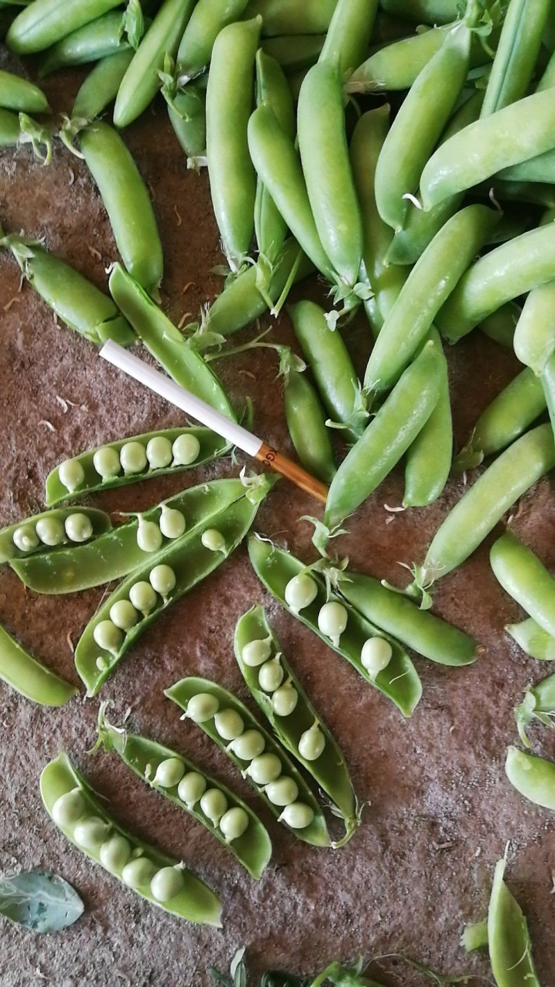 【商超品质】青豌豆湖北襄阳豌豆大量供应中代发全国各市场