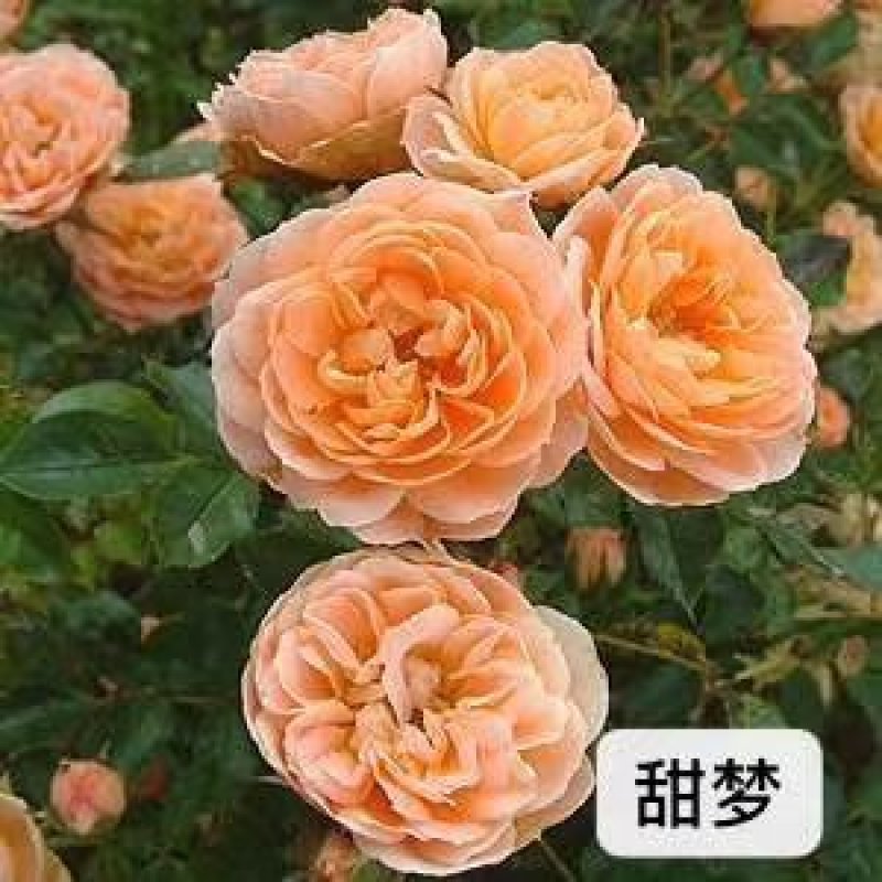 欧月小苗藤本月季盆栽种植绿化工程基地批发