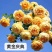 欧月小苗藤本月季盆栽种植绿化工程基地批发