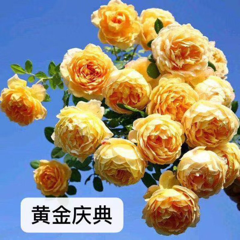 欧月小苗藤本月季盆栽种植绿化工程基地批发