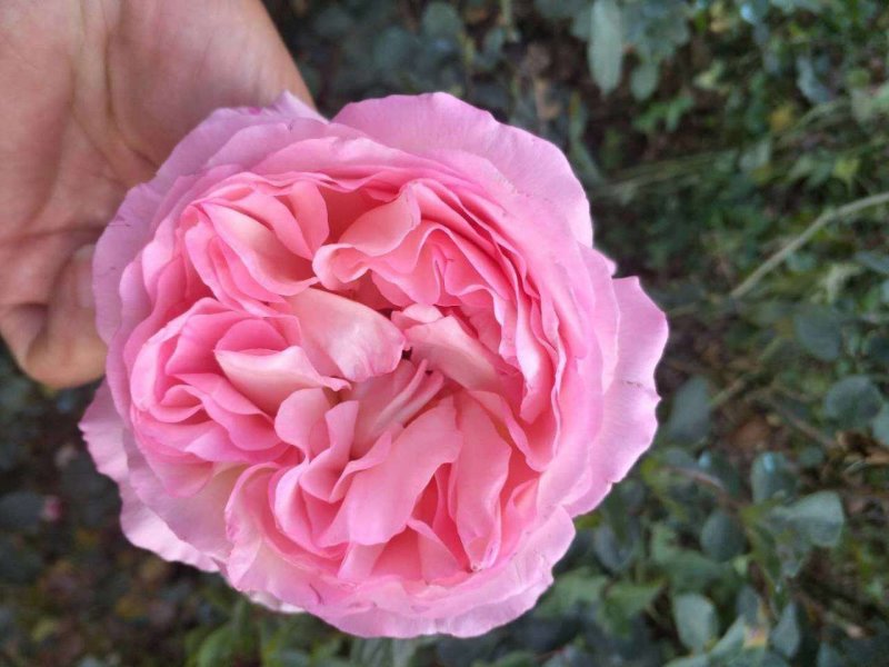 欧月小苗藤本月季盆栽种植绿化工程基地批发