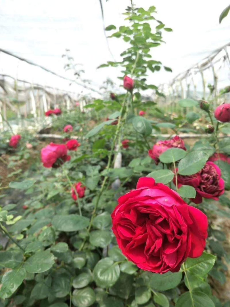 欧月小苗藤本月季盆栽种植绿化工程基地批发