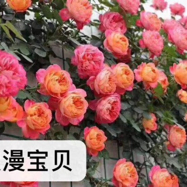 欧月小苗藤本月季盆栽种植绿化工程基地批发