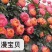 欧月小苗藤本月季盆栽种植绿化工程基地批发