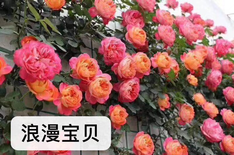 欧月小苗藤本月季盆栽种植绿化工程基地批发