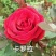 欧月小苗藤本月季盆栽种植绿化工程基地批发