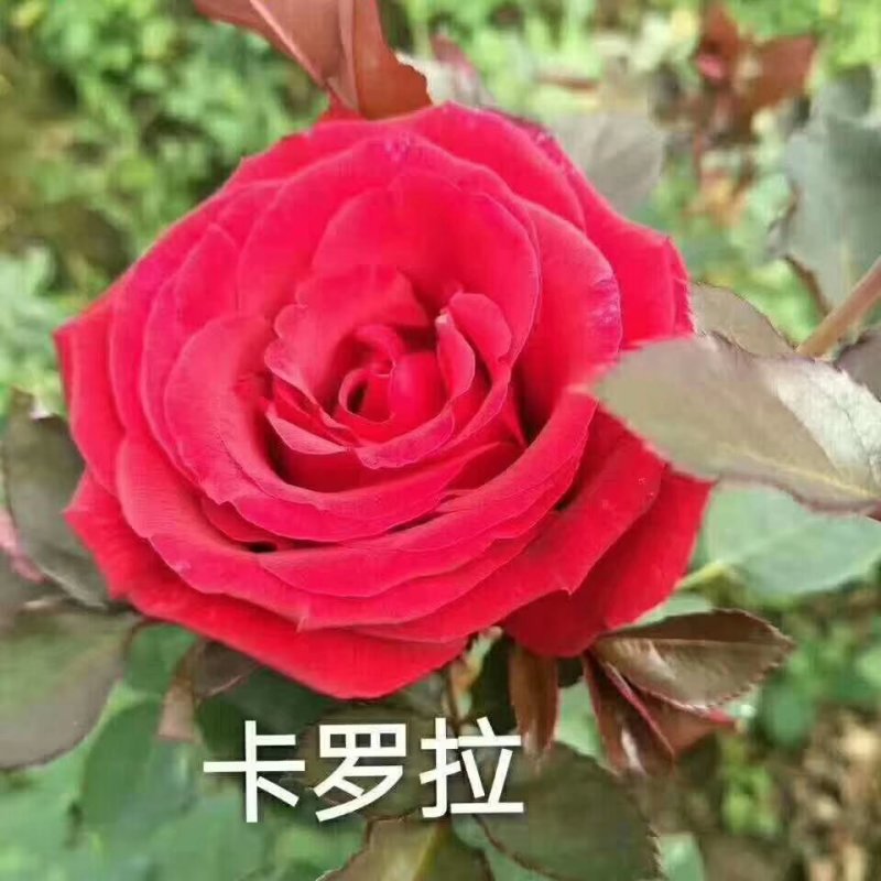 欧月小苗藤本月季盆栽种植绿化工程基地批发
