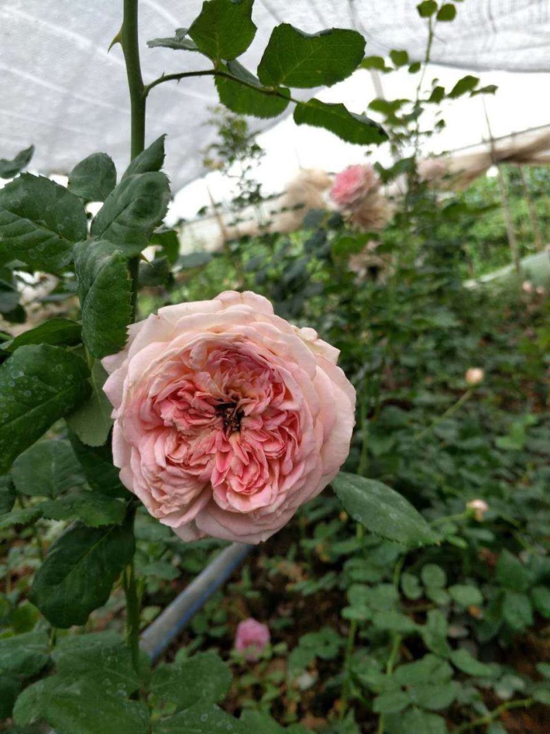 欧月小苗藤本月季盆栽种植绿化工程基地批发
