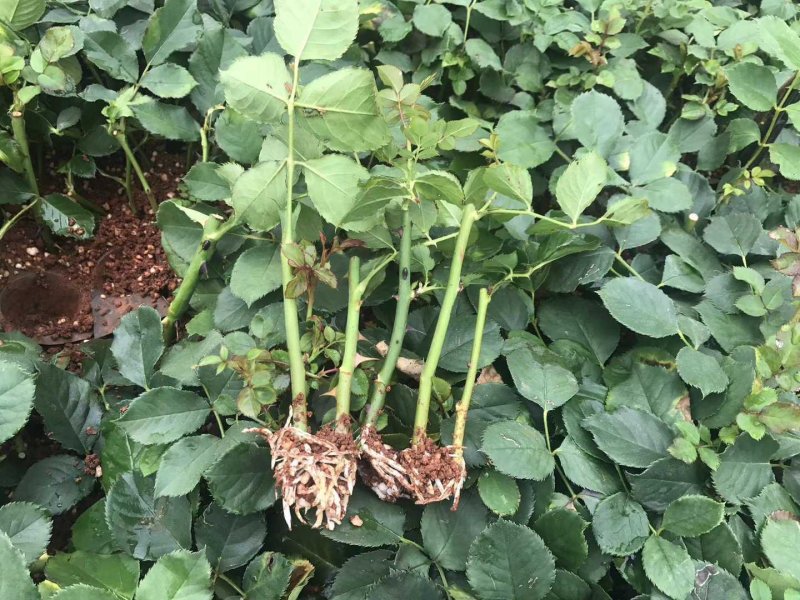 欧月小苗藤本月季盆栽种植绿化工程基地批发