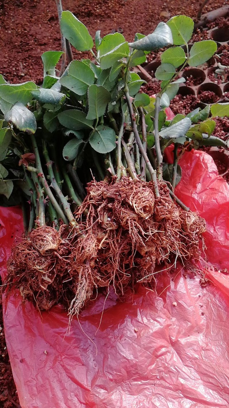 欧月小苗藤本月季盆栽种植绿化工程基地批发