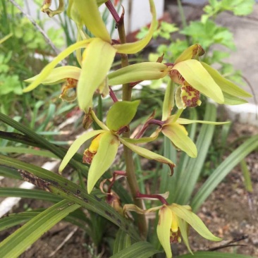 下山草蕙兰办公室庭院种植浓香型兰花不含盆