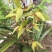 下山草蕙兰办公室庭院种植浓香型兰花不含盆