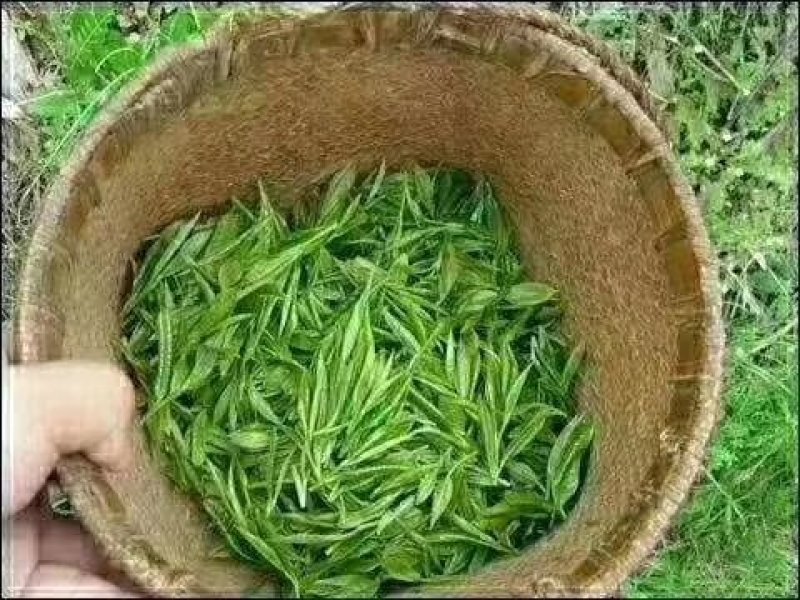 会稽高山龙井茶/明前茶/谷雨茶