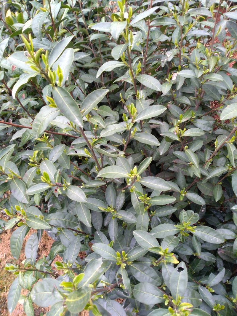 会稽高山龙井茶/明前茶/谷雨茶