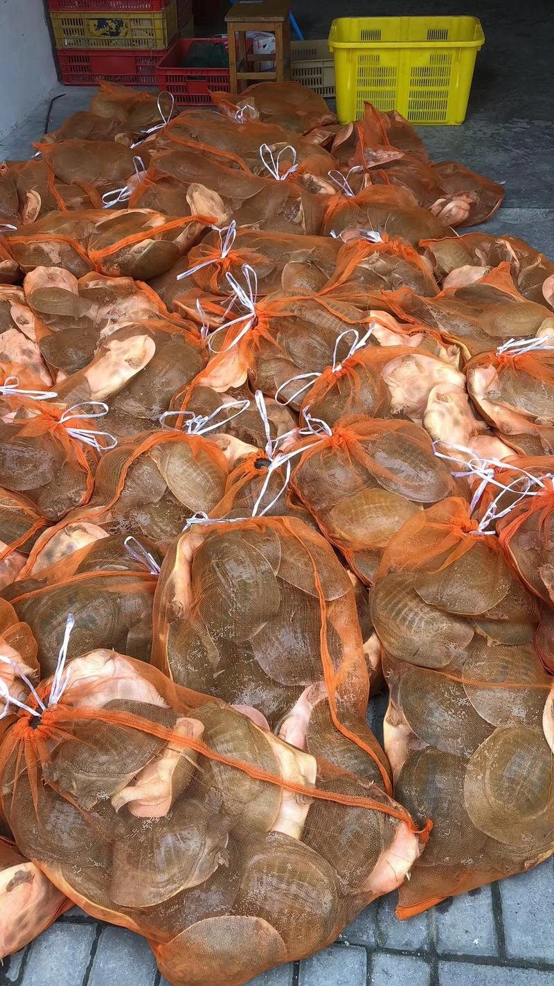 外塘甲鱼2-2.5斤30元一斤包邮。。。