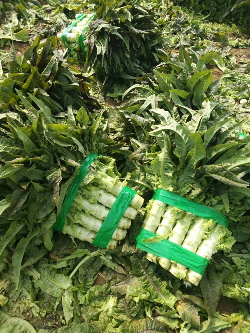 山东红叶香莴苣精品莴笋青皮绿肉鲜嫩基地直供代发全国