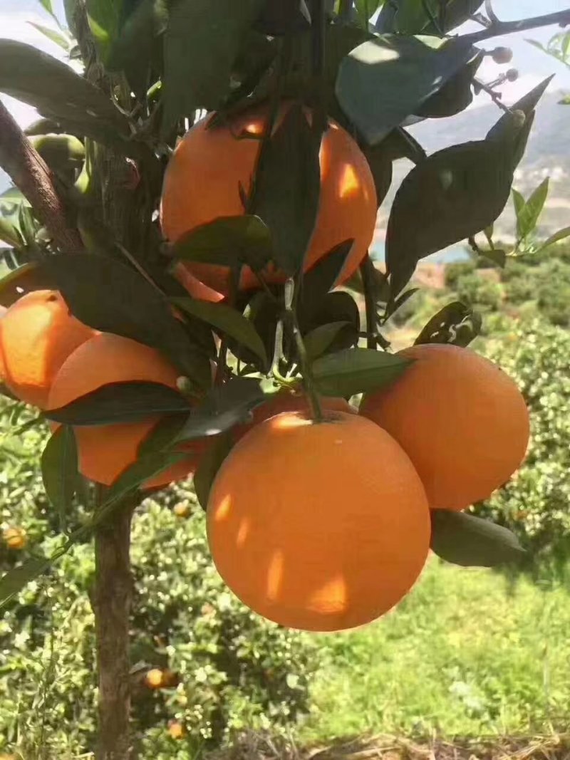 九月红脐橙新鲜果冻橙。欢迎来电咨询价格