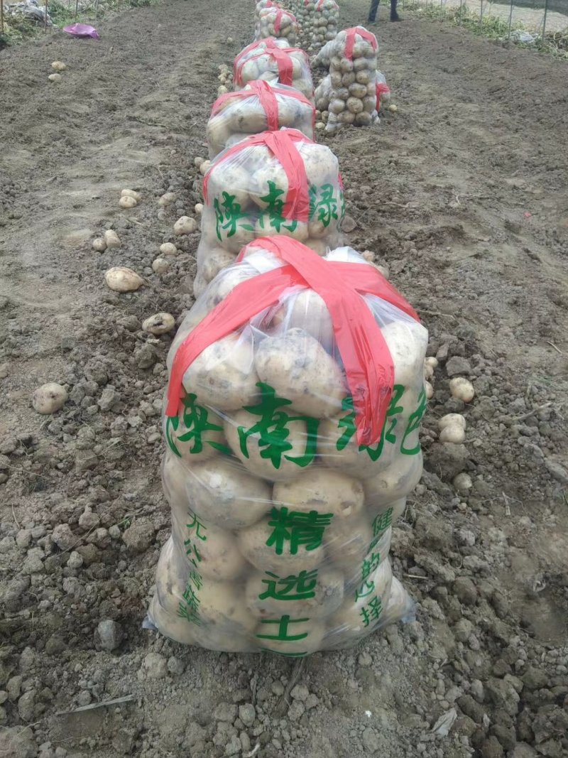 陕西，沃土土豆：3两起，不封顶地头直供日供20吨（现货）