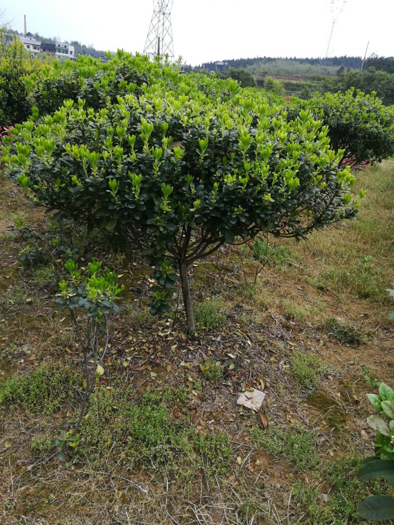 海桐球高度50-100厘米，冠幅50-80，叶片青秀