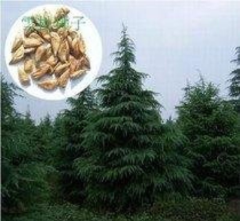 雪松种子进口雪松种子保证出牙率货到付款免费提供种植技术