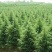 雪松种子进口雪松种子保证出牙率货到付款免费提供种植技术