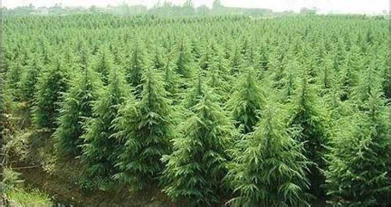 雪松种子进口雪松种子保证出牙率货到付款免费提供种植技术