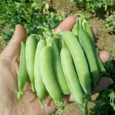 河南南阳豌豆荚饱满、无斑，量大从优，豌豆荚6～8厘米