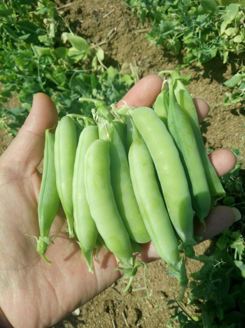 河南南阳豌豆荚饱满、无斑，量大从优，豌豆荚6～8厘米