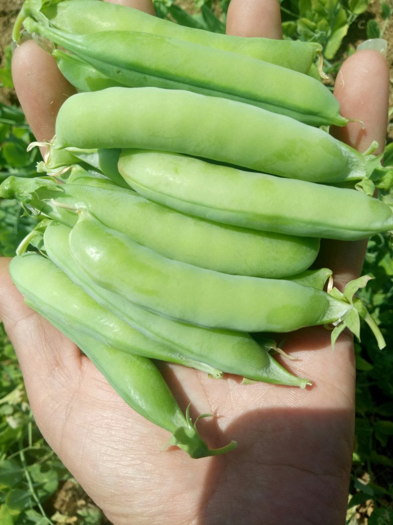 河南南阳豌豆荚饱满、无斑，量大从优，豌豆荚6～8厘米