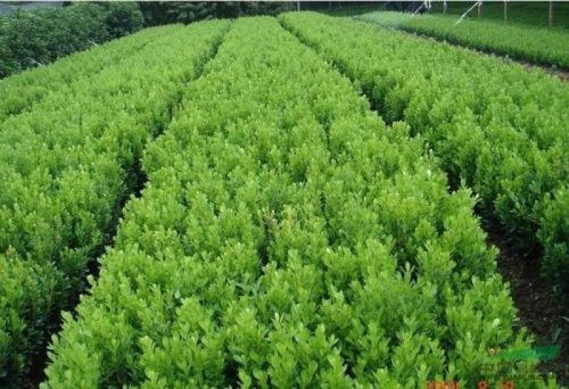 黄杨种子货到付款，保证出芽率，免费提供种植技术