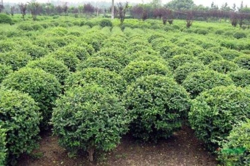 黄杨种子货到付款，保证出芽率，免费提供种植技术