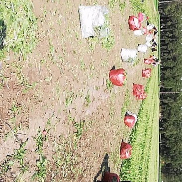 新鲜蒲公英上市了