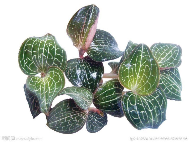 金线莲种子，出芽率百分之95免费提供种植资料