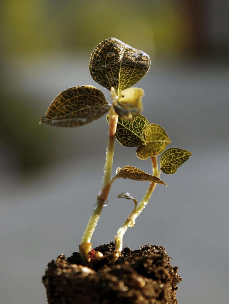 金线莲种子，出芽率百分之95免费提供种植资料