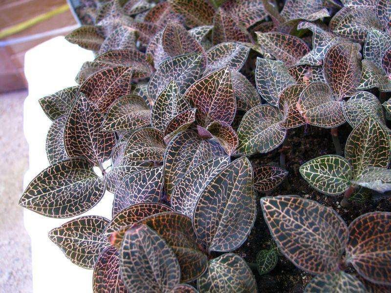 金线莲种子，出芽率百分之95免费提供种植资料