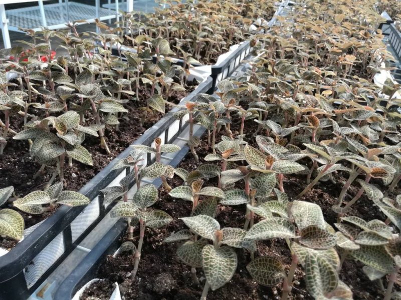 金线莲种子，出芽率百分之95免费提供种植资料