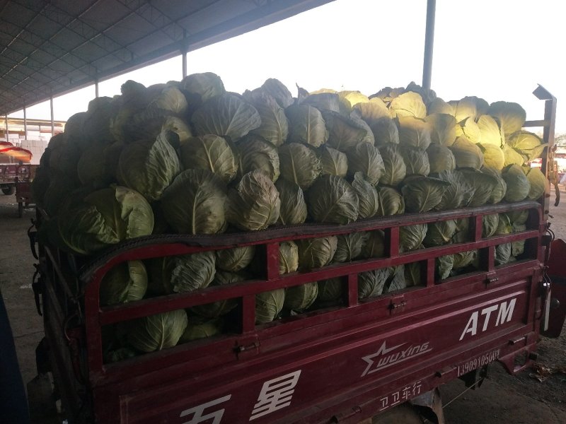 中甘甘蓝大量上市，色泽亮绿，个头大小均衡，每单株重2斤左右，