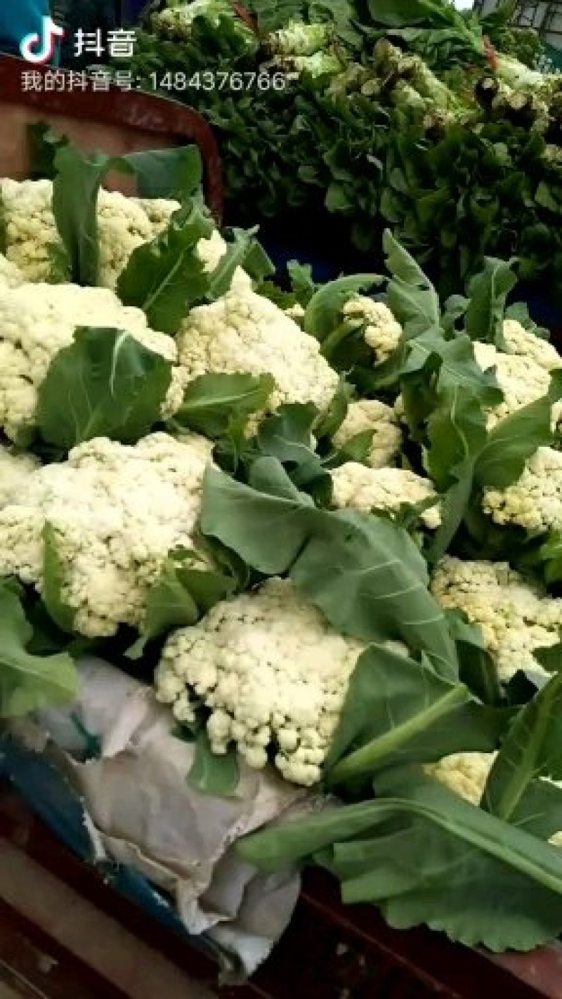 套袋有机菜花青更面白，精品，货源充足，耐运逾，等特点，