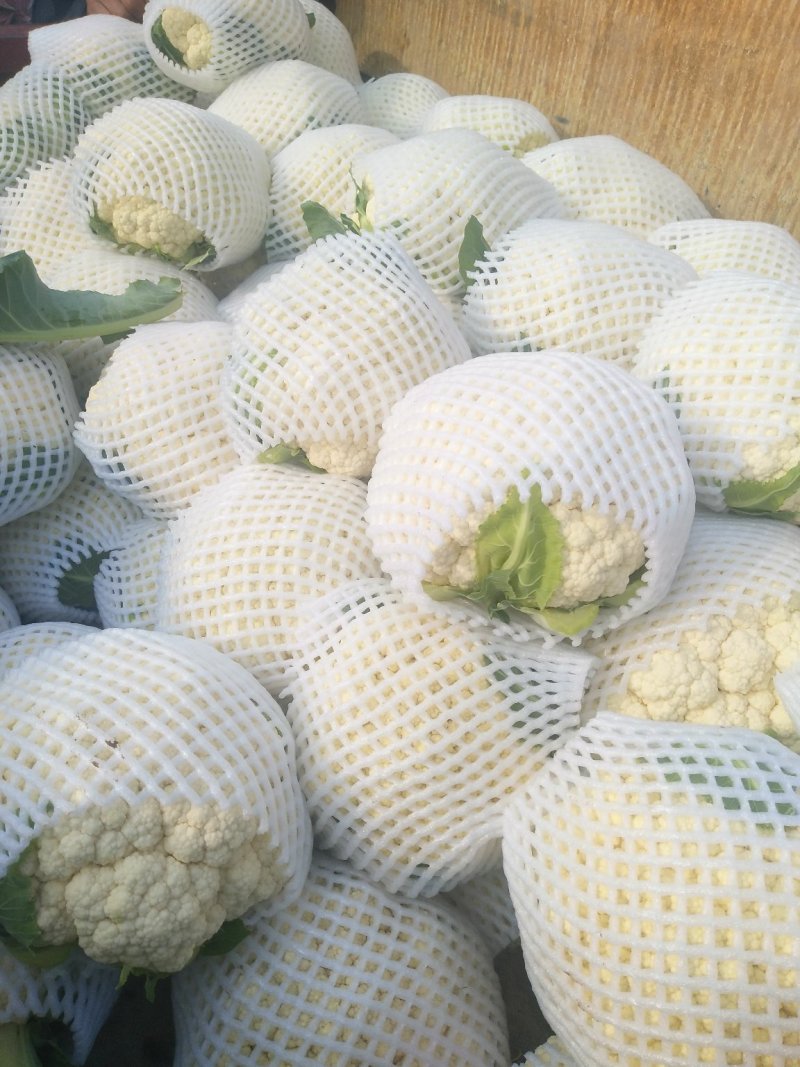 套袋有机菜花青更面白，精品，货源充足，耐运逾，等特点，