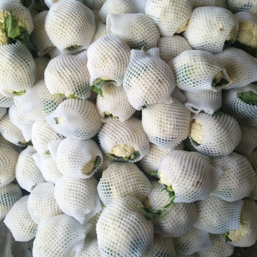 套袋有机菜花青更面白，精品，货源充足，耐运逾，等特点，