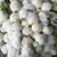 套袋有机菜花青更面白，精品，货源充足，耐运逾，等特点，